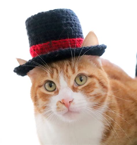 Cfocet cat wutch hat